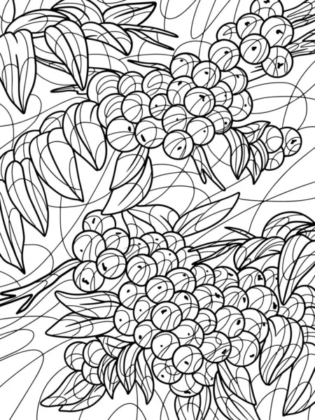 Picture Background Viburnum Plant Freehand Sketch Adult Antistress Coloring Page — Image vectorielle
