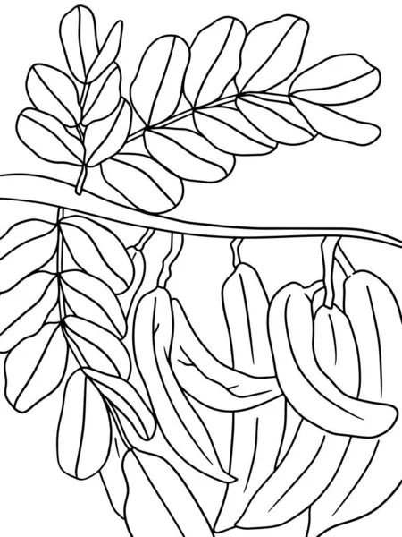 Carob Pods Hanging Carob Tree Children Coloring Vector Illustration —  Vetores de Stock