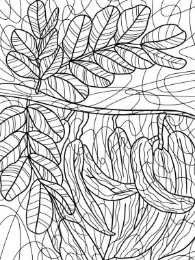 Carob pods hanging off a carob tree. Freehand sketch for adult antistress coloring page with doodle and zentangle elements. Coloring book raster illustration.
