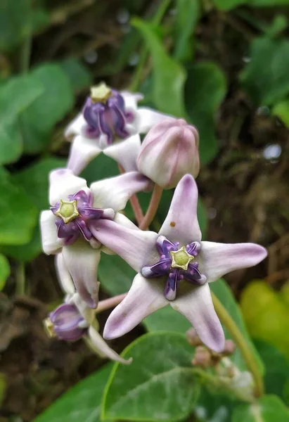 Biduri Calotropis Gigantea Μωβ Αγριολούλουδα Που Αναπτύσσονται Γύρω Από Την — Φωτογραφία Αρχείου