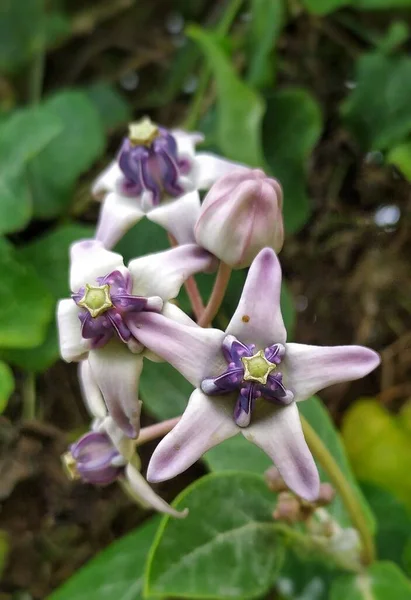 Biduri Calotropis Dev Çayı Güzel Mor Kır Çiçekleri — Stok fotoğraf