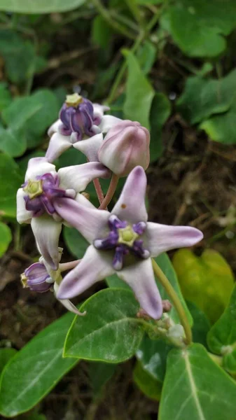 Biduri Calotropis Gigantea Hermosas Flores Silvestres Púrpuras —  Fotos de Stock
