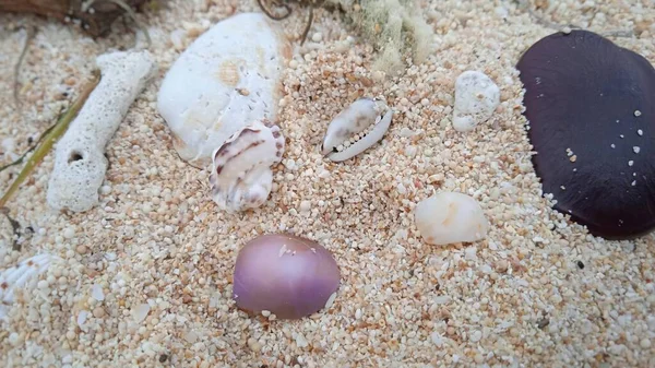 Seashells stranded between the white sand of Melasti beach Bali