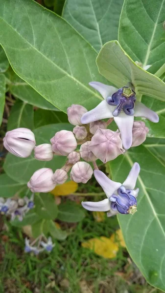 Biduri Calotropis Gigantea Lila Wildblumen Die Strand Von Melasti Auf — Stockfoto