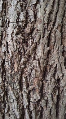 Deniz amblemi, pamuk-pamuk kabilesi veya Malvaceae 'nin bir tür plaj ağacı üyesidir. Bu çalı ya da küçük ağaç dünyanın dört bir yanındaki tropik plajlarda yaygındır.