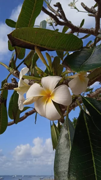 Frangipani Flowers Plumeria Alba One Plants Contain Essential Oils Which — Fotografia de Stock