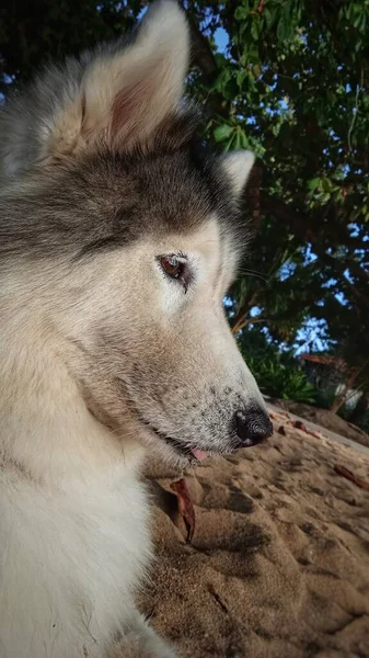 Beautiful Alaskan Malamute Lying White Sand Morning — Stock Photo, Image