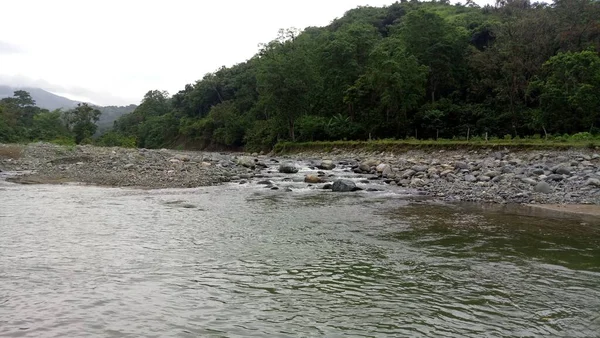 Rivière Dans Forêt — Photo