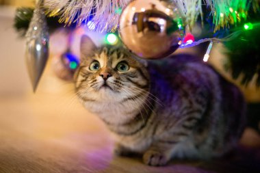 Güzel kedi yeni yıl ağacının yanında