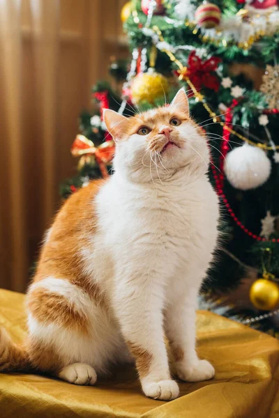 Beautiful Cat New Year Tree — Stockfoto