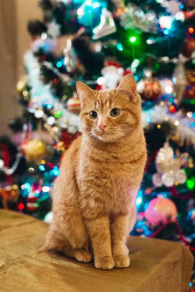 Güzel Kedi Yeni Yıl Ağacının Yanında — Stok fotoğraf