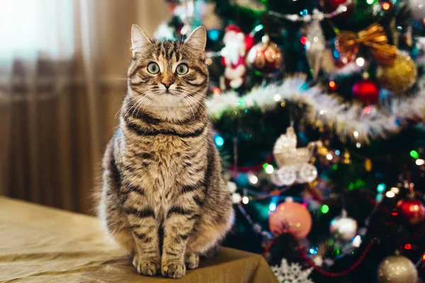 Όμορφη Γάτα Κοντά Στο Δέντρο Του Νέου Έτους — Φωτογραφία Αρχείου