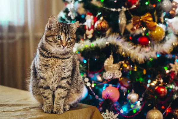 Beautiful Cat New Year Tree — Zdjęcie stockowe