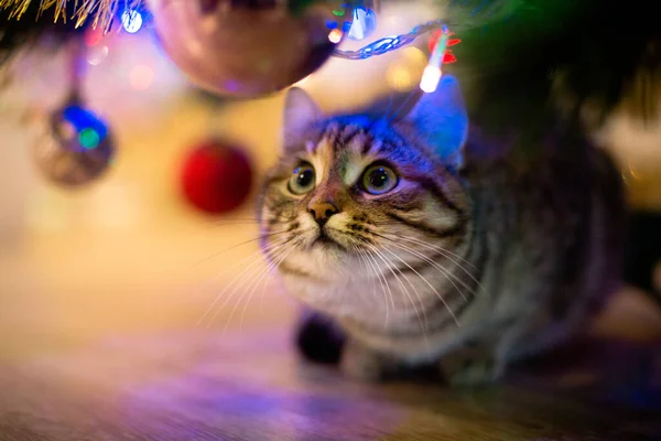 Hermoso Gato Cerca Del Árbol Año Nuevo — Foto de Stock