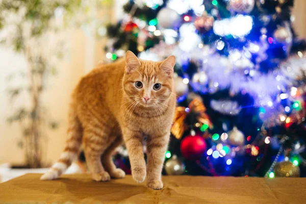 Beautiful Cat New Year Tree — Stockfoto