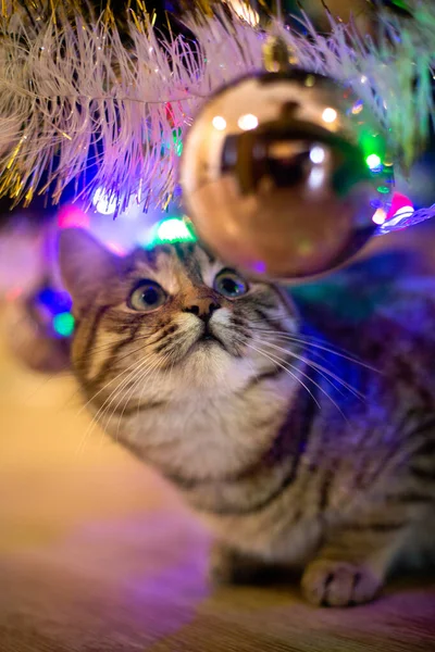 Güzel kedi yeni yıl ağacının yanında