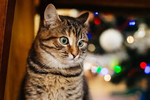 Красивий Кіт Біля Новорічної Ялинки — стокове фото