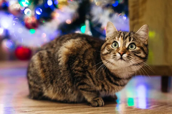 Güzel kedi yeni yıl ağacının yanında