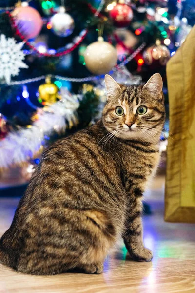 Hermoso Gato Cerca Del Árbol Año Nuevo — Foto de Stock