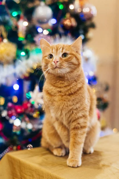 Beautiful Cat New Year Tree — Zdjęcie stockowe