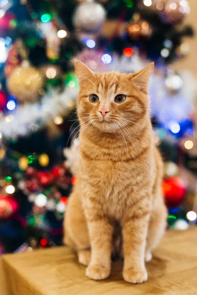 Hermoso Gato Cerca Del Árbol Año Nuevo — Foto de Stock