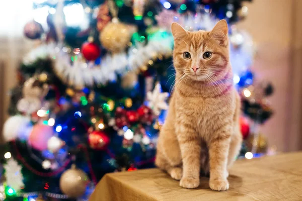 Beautiful Cat New Year Tree — Stockfoto