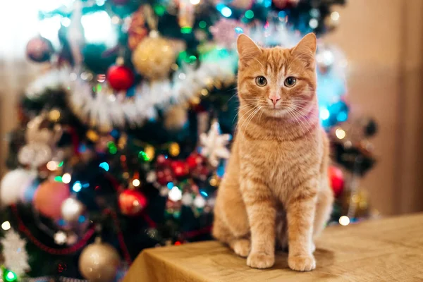 Όμορφη Γάτα Κοντά Στο Δέντρο Του Νέου Έτους — Φωτογραφία Αρχείου