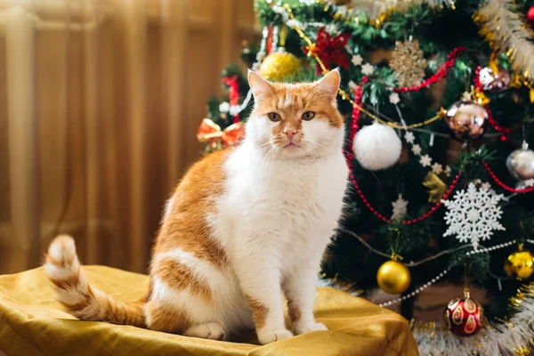 Beautiful Cat New Year Tree Imagens De Bancos De Imagens Sem Royalties