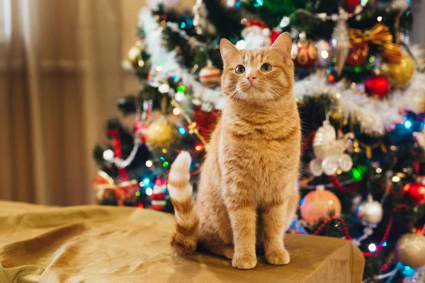 Beautiful Cat New Year Tree Stockfoto