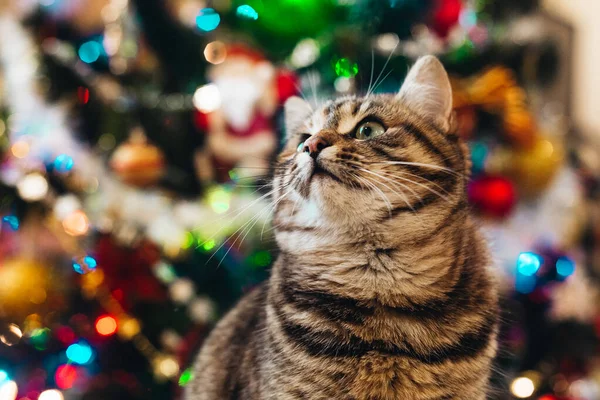 Beautiful Cat New Year Tree lizenzfreie Stockfotos