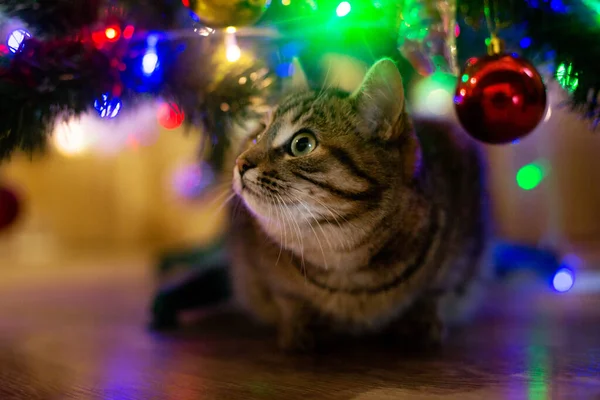 Beautiful Cat New Year Tree Stockbild