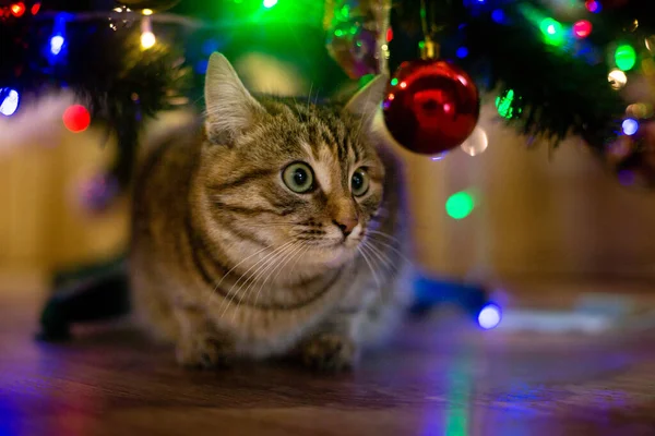 Beautiful Cat New Year Tree Stockbild