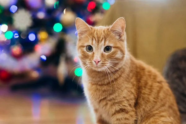 Beautiful Cat New Year Tree Stockfoto