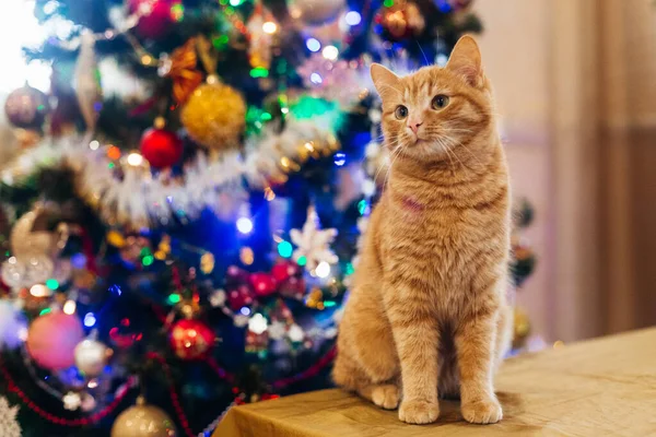 Beautiful Cat New Year Tree lizenzfreie Stockbilder