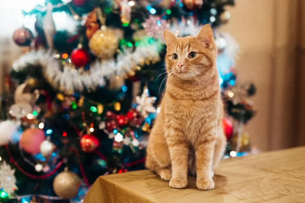 Beautiful Cat New Year Tree lizenzfreie Stockfotos