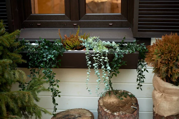 Conception de seuil de fenêtre avec baignoire avec succulents. Je m'accroche. Conception de jardin. — Photo