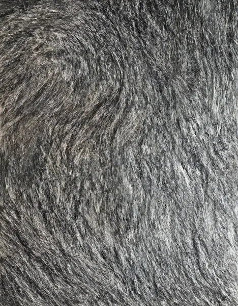 close up of a white fur texture