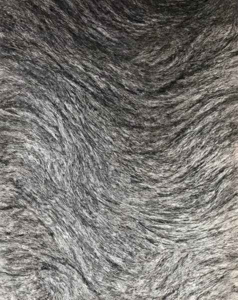 close up of a white fur texture