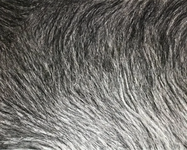 black and white fur texture, close up
