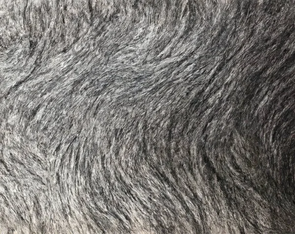 close up of a white fur texture