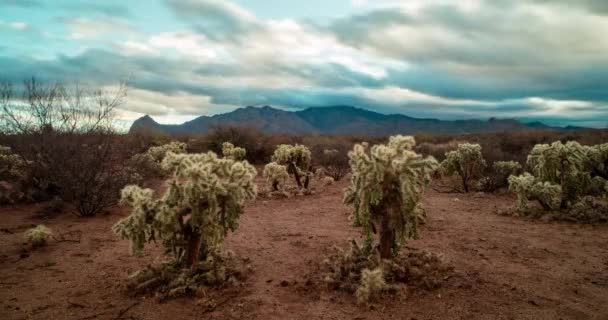 Time Lapse Teddy Bear Cholla Cacti Cloudy Morning Sky Sonoran — ストック動画