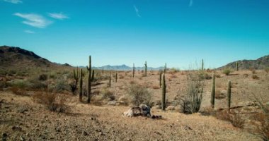A time-lapse of saguaro cacti under the afternoon sun in the Sonoran Desert near Quartzite, Arizona just north of the Kofa National Wildlife Refuge.