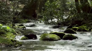 Tennessee 'deki Great Smoky Mountain Ulusal Parkı' nda Anthony Creek 'in kısa bir zaman atlaması. Kamera nehrin yukarısına bakıyor.