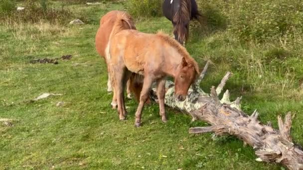 Wild Pony Scratches Its Head Log Two Other Ponies Graze — Stock Video