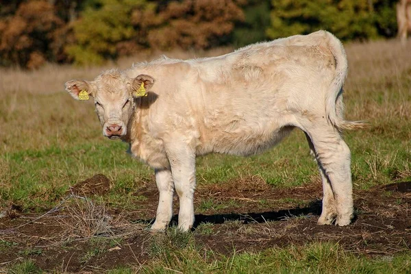 Zemědělský Skot Pasoucí Krávy Česká Republika — Stock fotografie