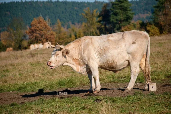 Agricultural Cattle Grazinagricultural Cattle Grazing Cows Czech Republicg Cows Czech — Stockfoto