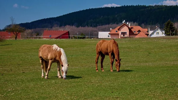 Häst Karlovy Vary Tjeckiens Hage — Stockfoto