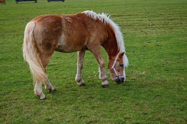 Horse Paddock Karlovy Vary Czech Republic — 图库照片