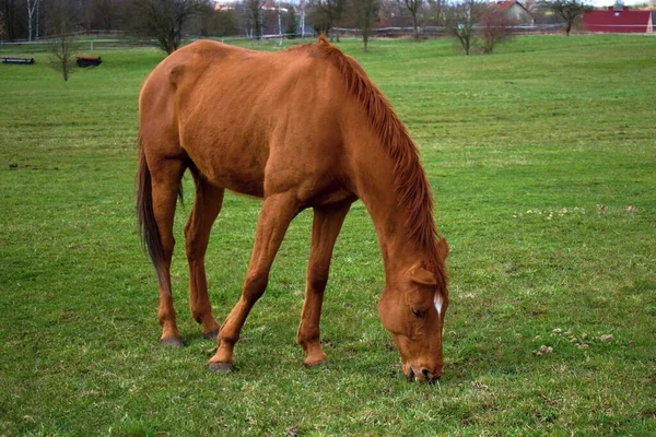 Horse Paddock Karlovy Vary Czech Republic — Fotografia de Stock