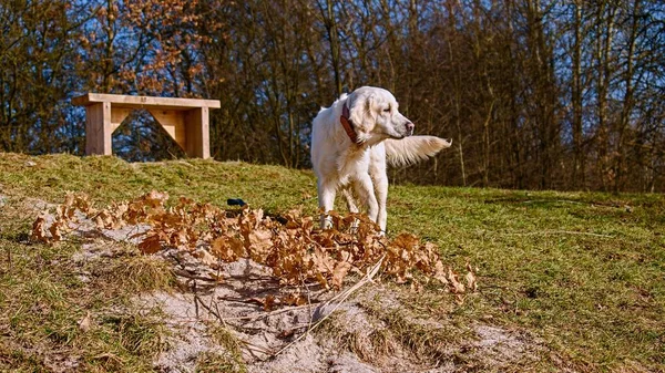 Golden retriever loving golden dog